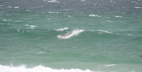 Bottle nosed dolphin surfing waves on Pensacola Beach on Tuesday June 5, 2012