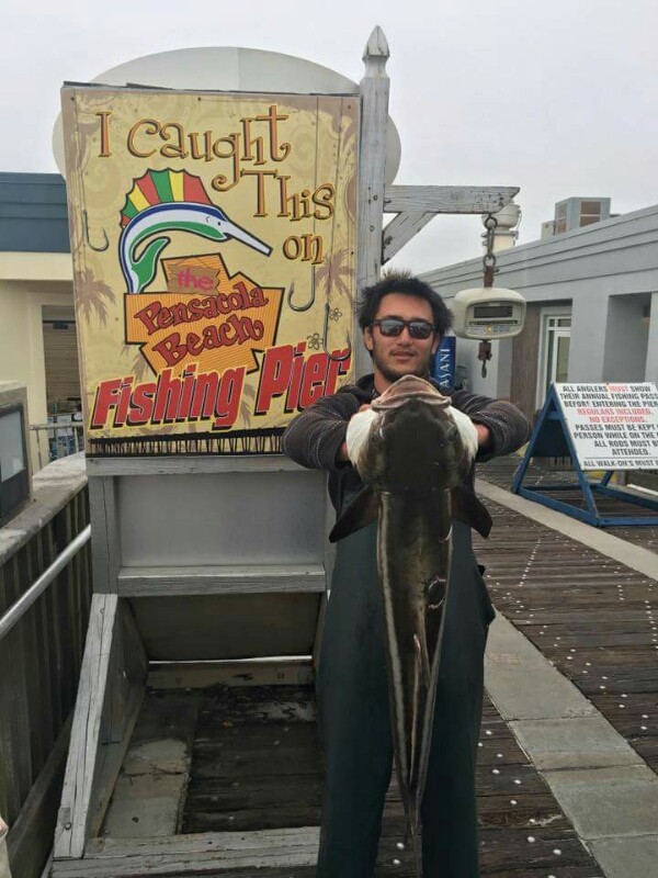 Congrats Nick Cox! 1st Cobia Caught off the Pensacola Beach Gulf Pier